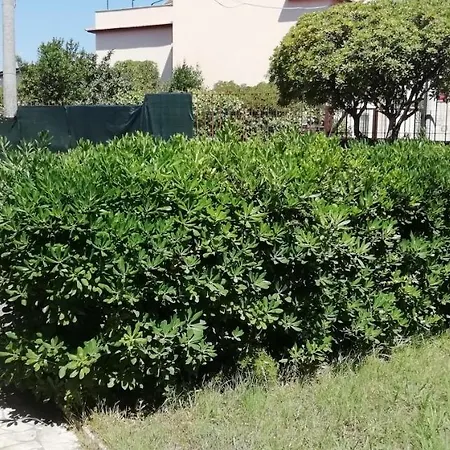 Πανσιόν Giuliana Stanze Con Bagno Interno In A 350 Mt Libera Lido Delle Sirene